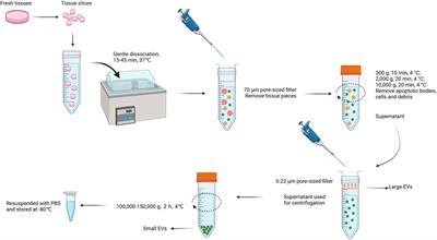 Research advances and challenges in tissue-derived extracellular vesicles